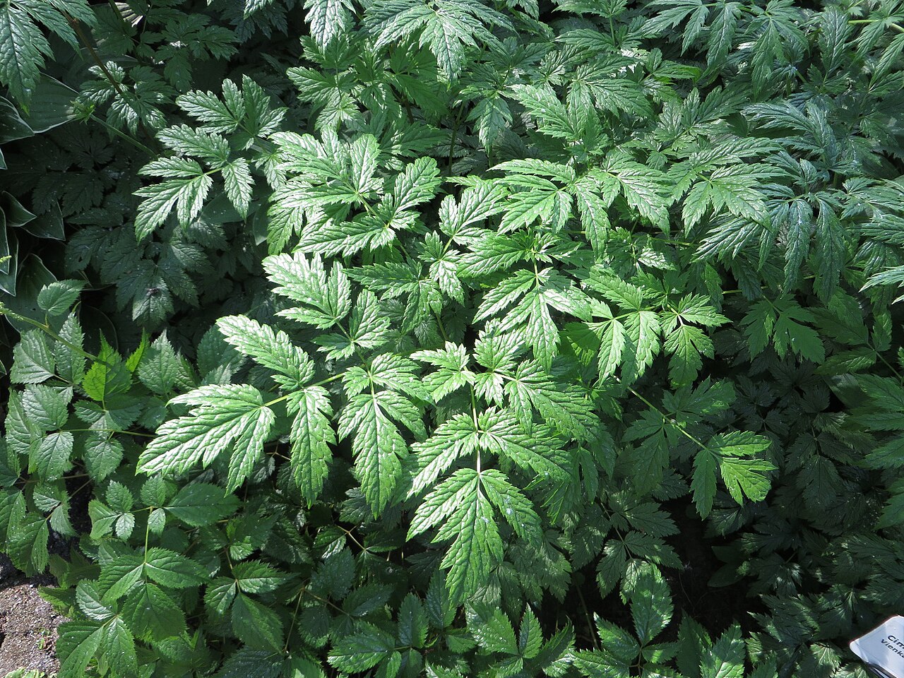 Actaea simplex, Bugbane — clumping deciduous (Ranunculaceae) (image 8 of 10)