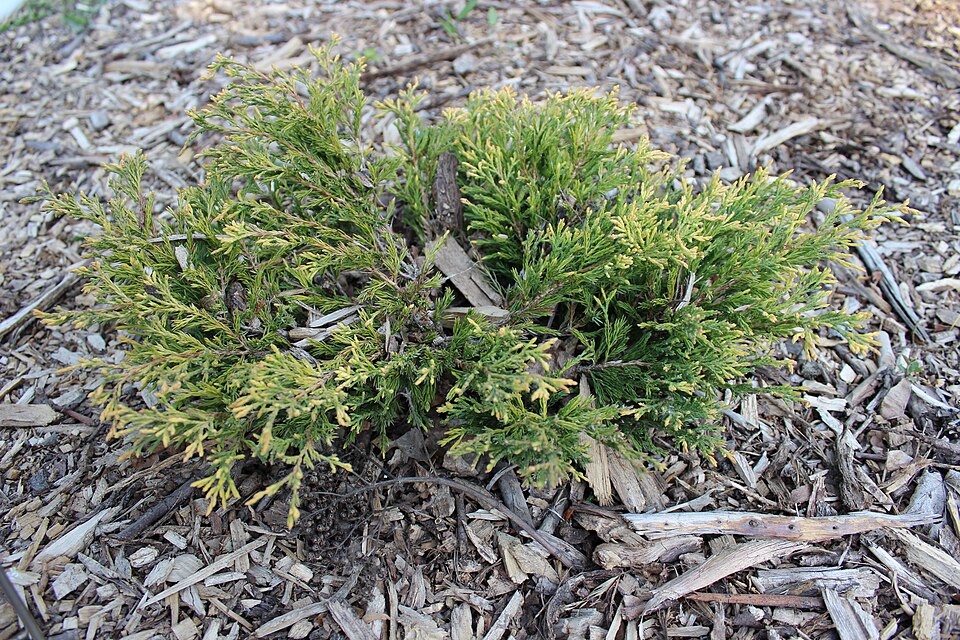 Juniperus horizontalis 'Lime Glow' (Lime Glow Juniper)