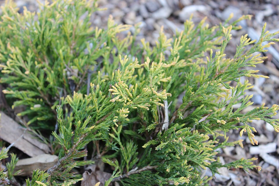 Juniperus horizontalis 'Lime Glow' (Lime Glow Juniper) (alternate view 2)