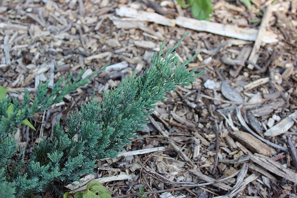 Juniperus horizontalis 'Wiltonii' (Blue Rug Juniper) (alternate view 3)