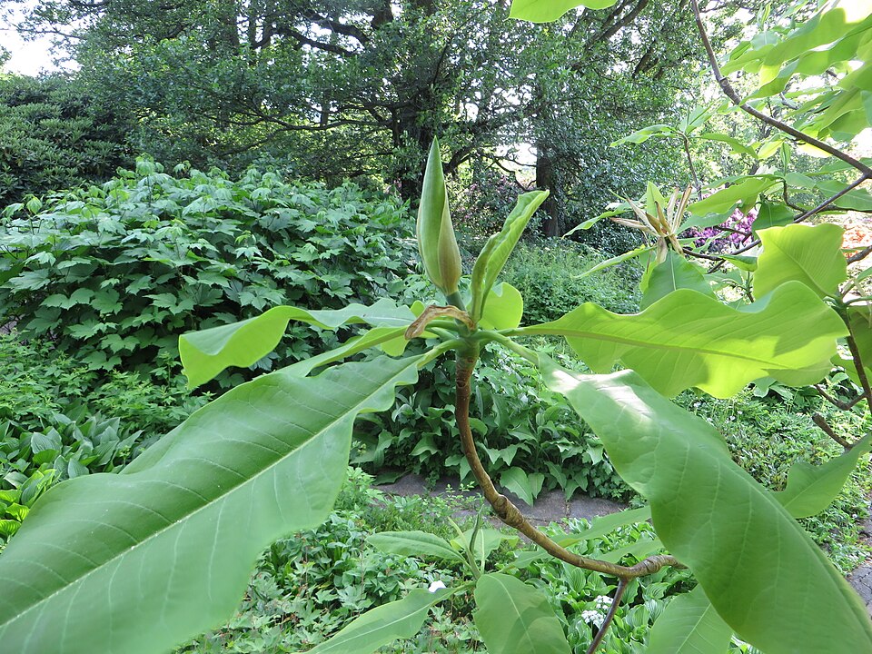 Magnolia tripetala (umbrella magnolia) (alternate view 3)