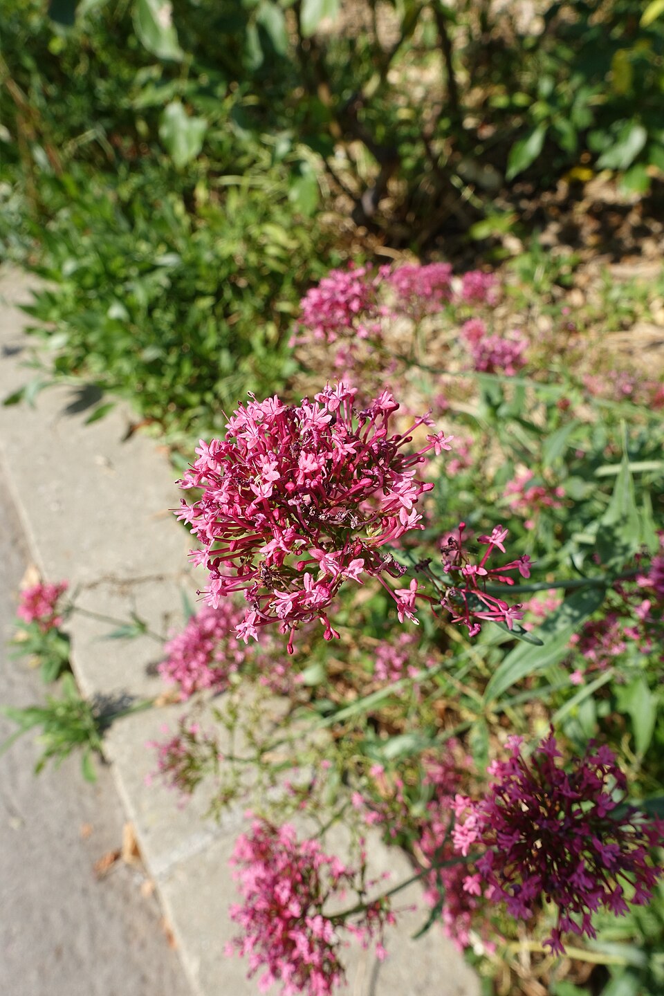 Centranthus (Valerian) (alternate view 2)