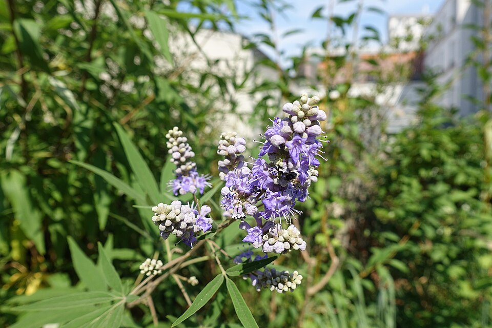 Vitex agnus-castus (chaste tree) (alternate view 7)