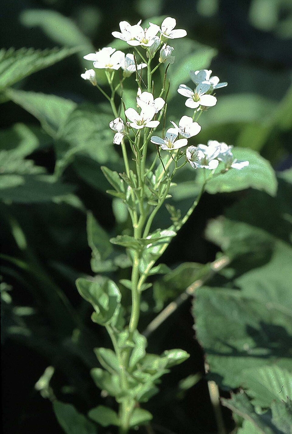 Cardamine amara (large bittercress)
