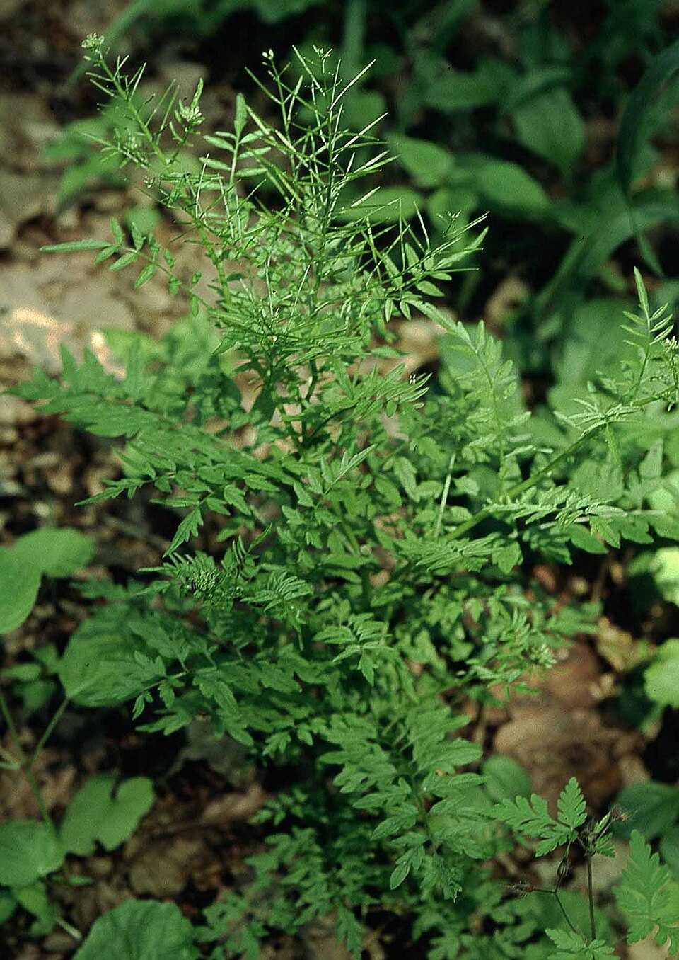 Cardamine impatiens (narrow-leaved bittercress) (alternate view 6)
