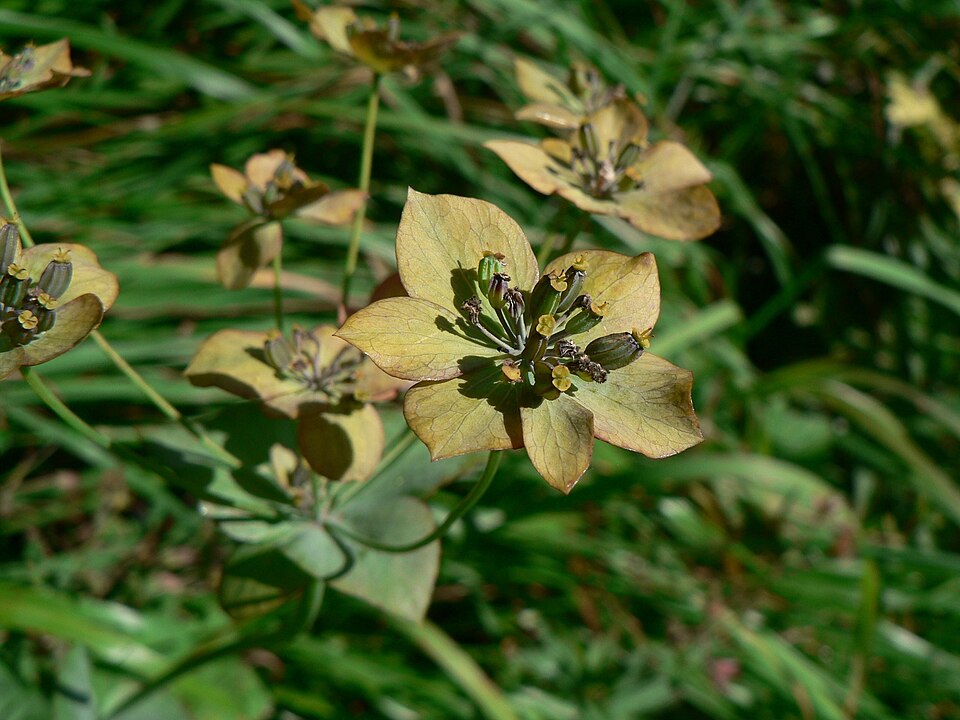 Bupleurum longifolium (Long-leaved Hare's Ear) (alternate view 9)