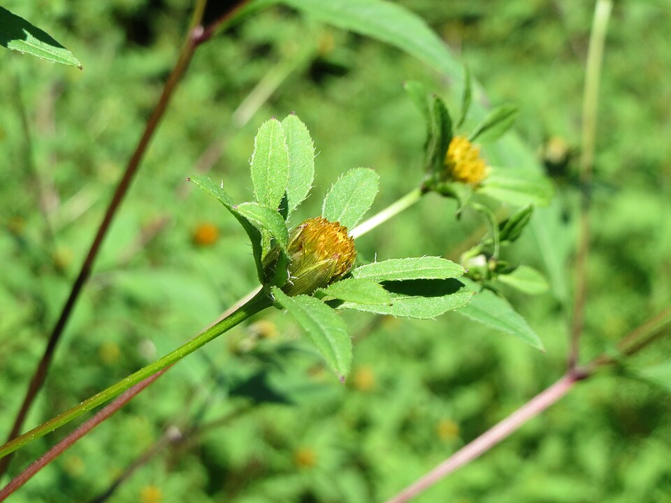 Bidens frondosa (Devil's Beggarticks)