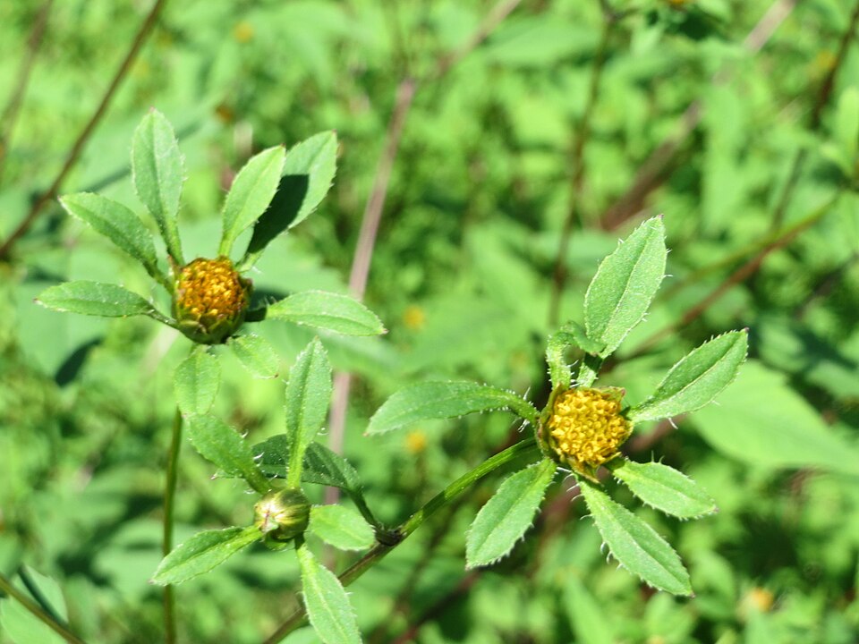 Bidens frondosa (Devil's Beggarticks)