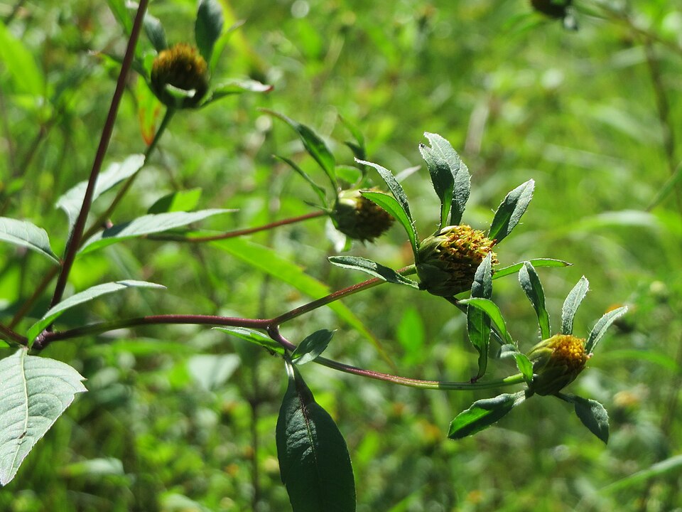 Bidens frondosa (Devil's Beggarticks)