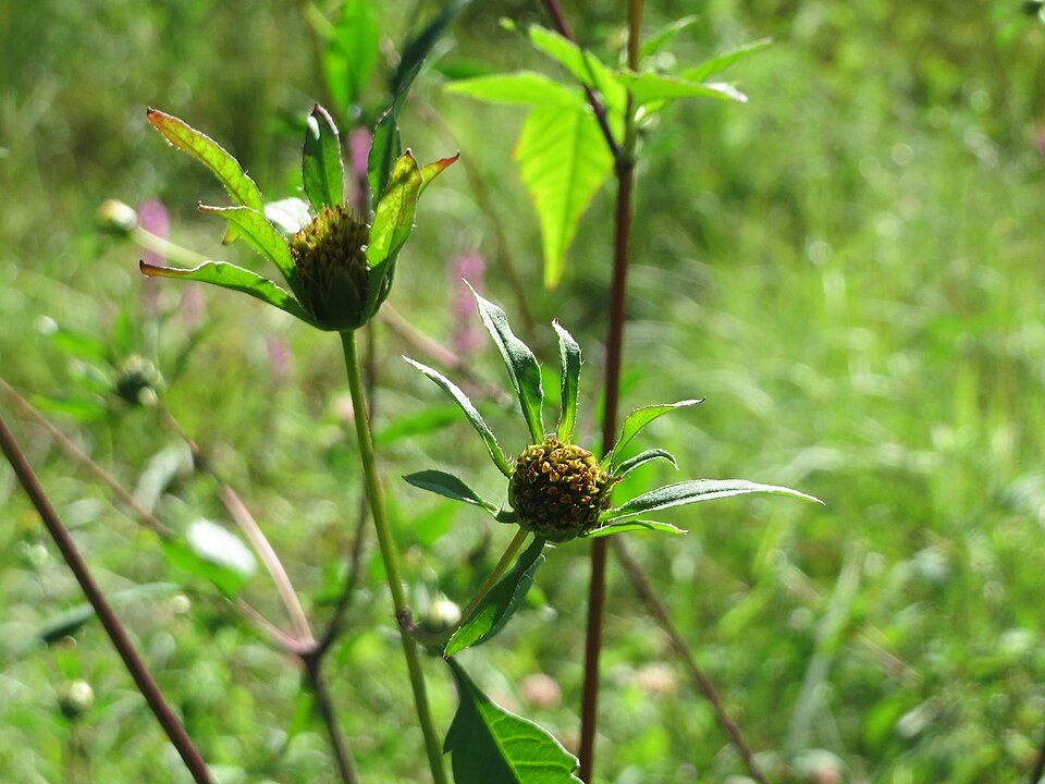 Bidens frondosa (Devil's Beggarticks)