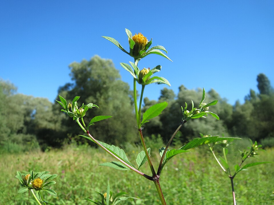 Bidens frondosa (Devil's Beggarticks)