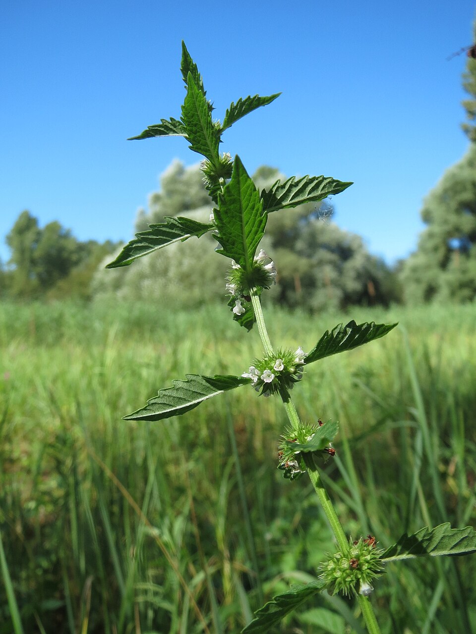 Lycopus europaeus (European water-horehound)