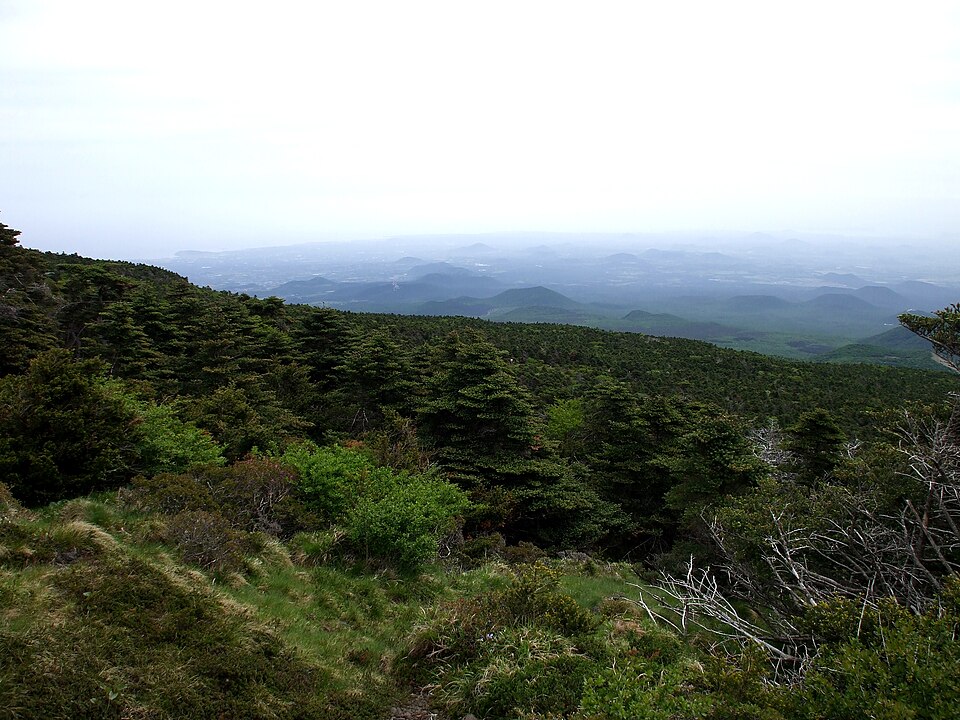 Abies koreana (Korean fir) (alternate view 9)