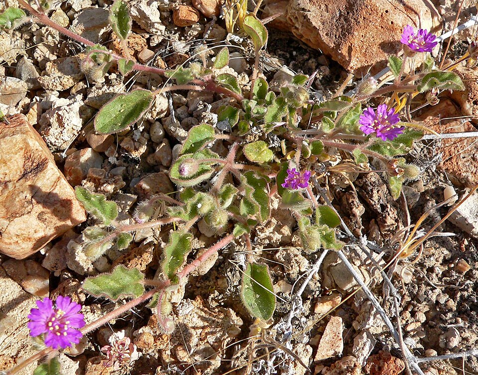 Allionia incarnata (Trailing Windmills)