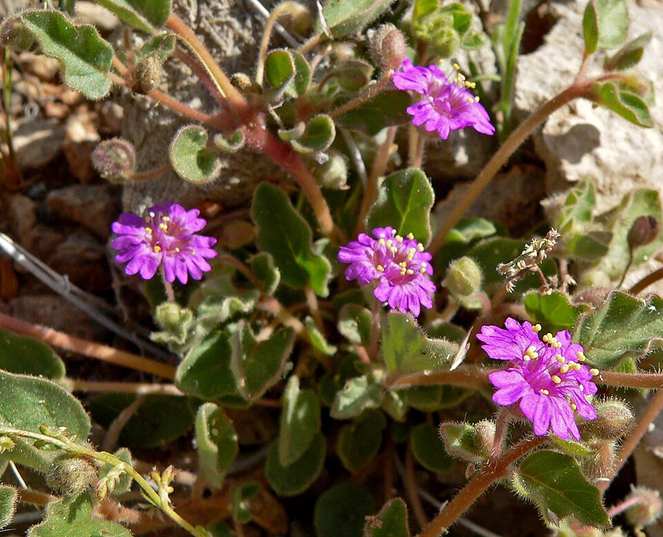 Allionia incarnata (Trailing Windmills) (alternate view 2)