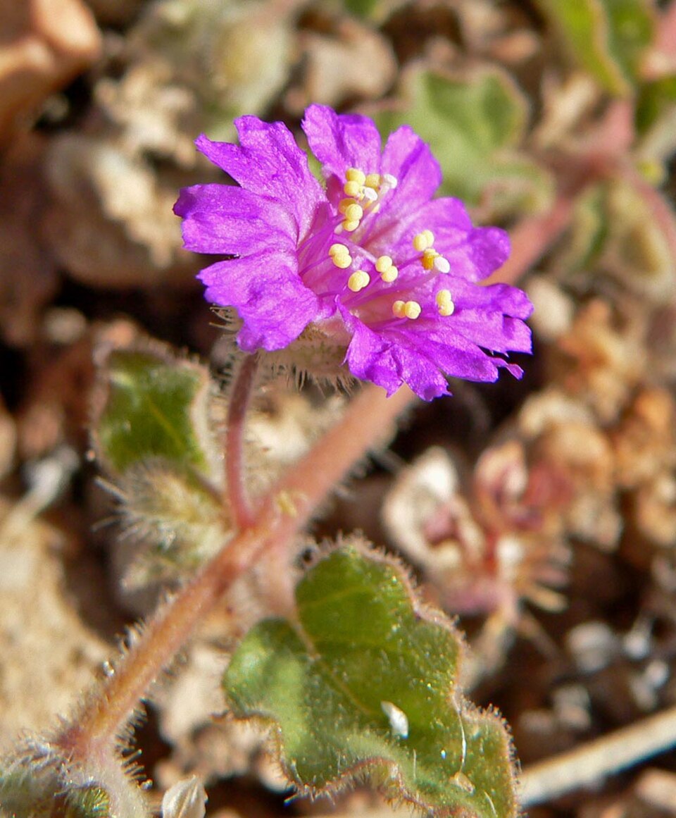 Allionia incarnata (Trailing Windmills) (alternate view 3)