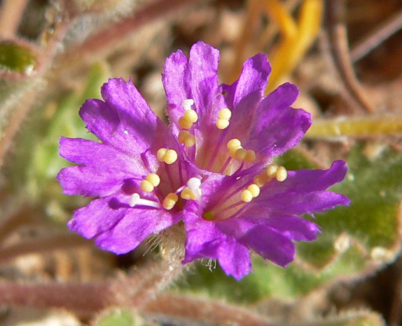 Allionia incarnata (Trailing Windmills) (alternate view 4)