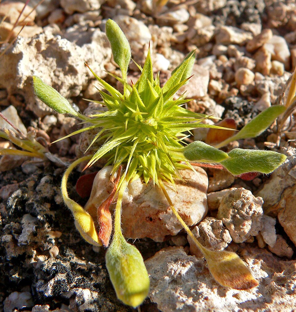 Chorizanthe rigida (Devil's Spineflower) (alternate view 6)