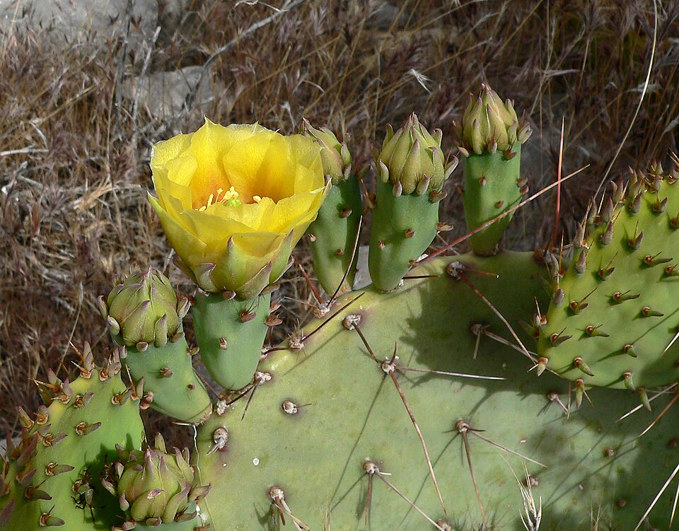 Opuntia phaeacantha (Brown-spined Pricklypear) (alternate view 7)