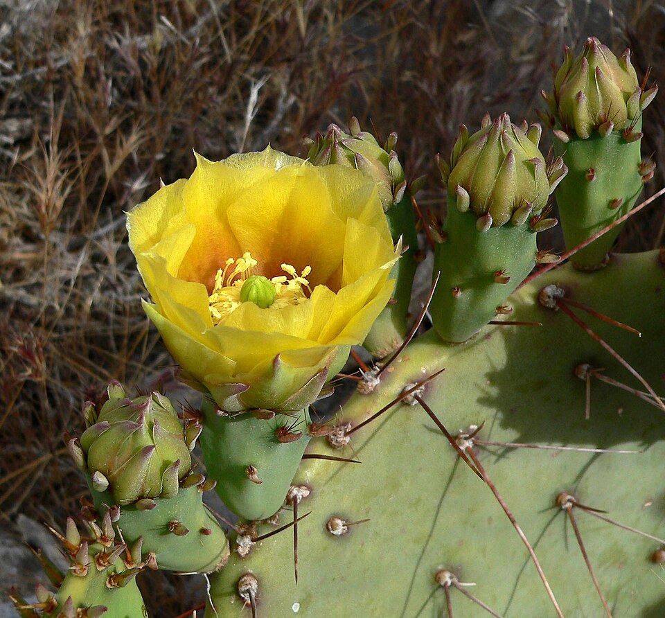 Opuntia phaeacantha (Brown-spined Pricklypear) (alternate view 8)