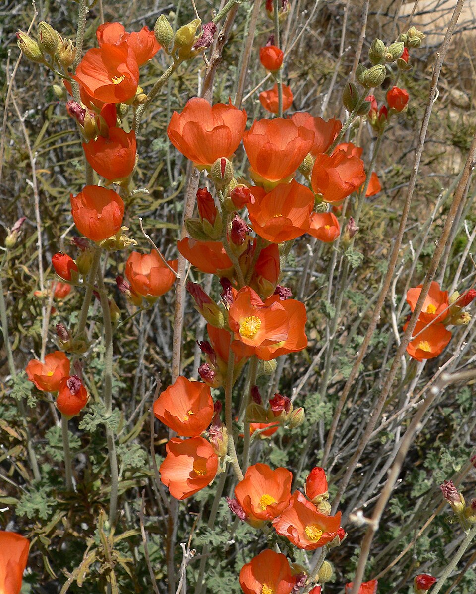 Sphaeralcea ambigua (apricot globemallow) (alternate view 3)