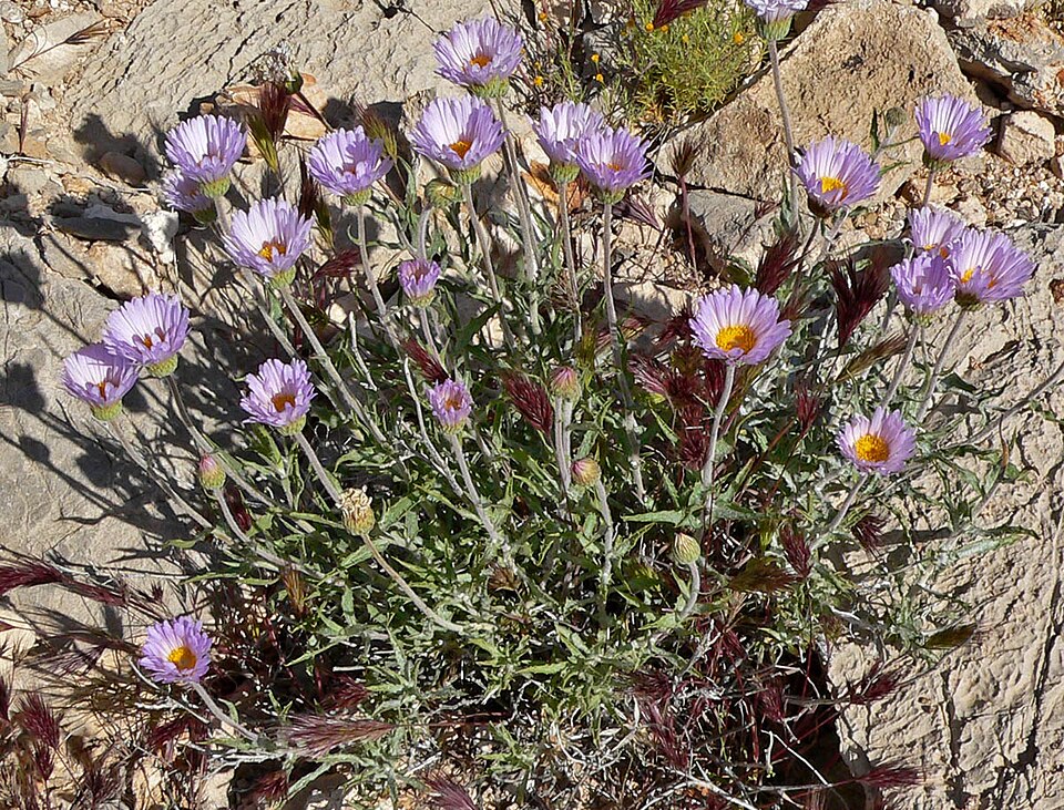 Xylorhiza tortifolia (Mojave Woodyaster) (alternate view 5)