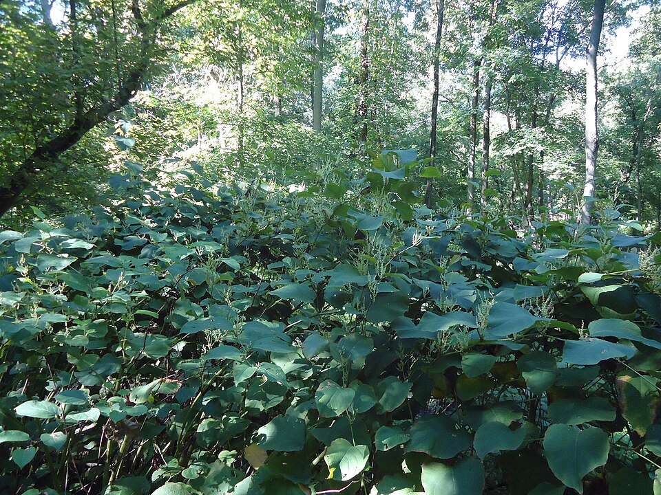 Reynoutria japonica (Japanese knotweed)