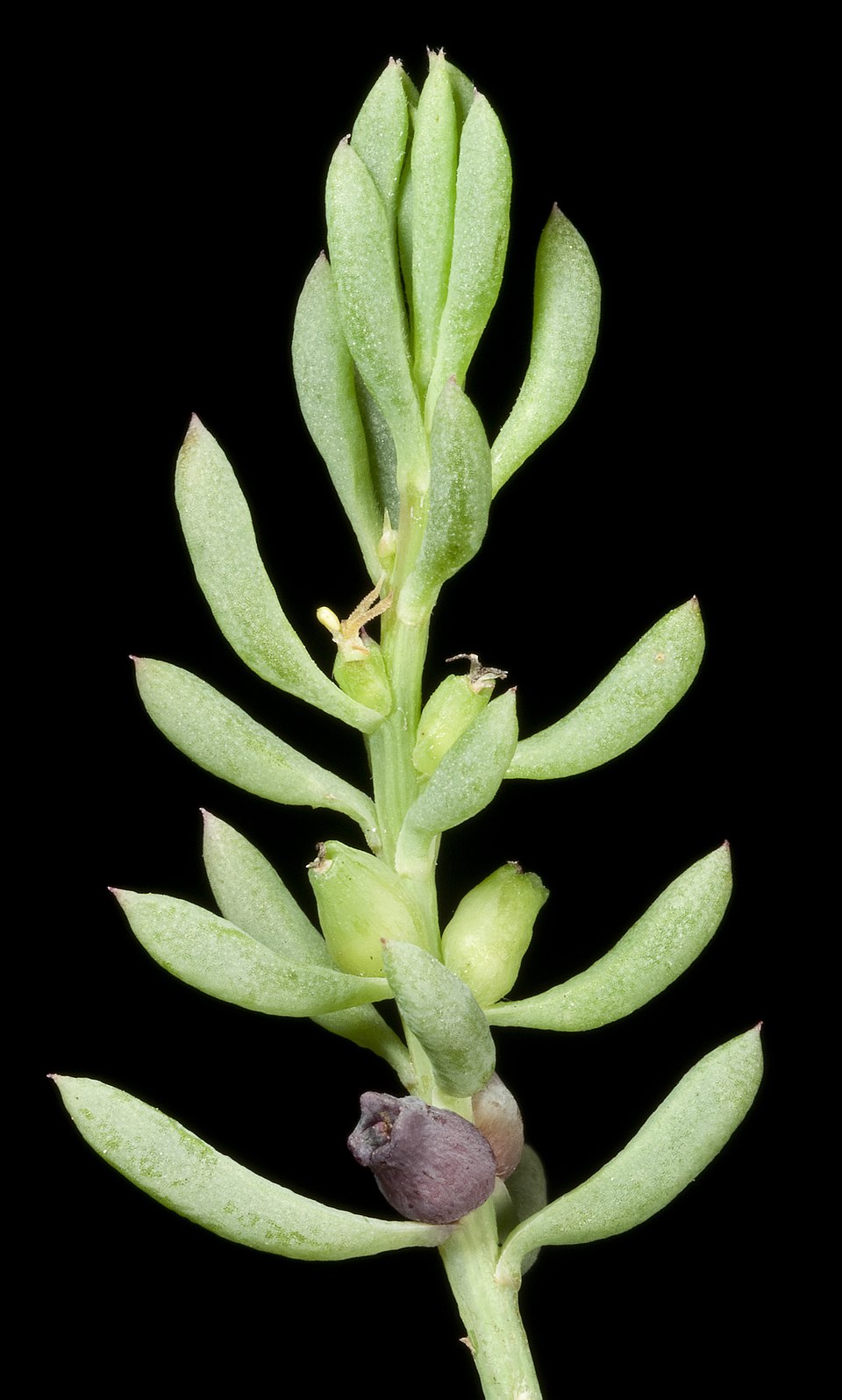 Threlkeldia diffusa (Coast Bonefruit) (alternate view 7)