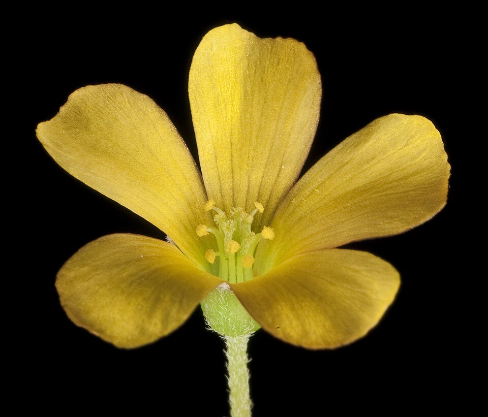 Oxalis exilis (least yellow-sorrel)
