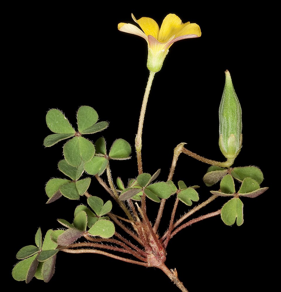 Oxalis exilis (least yellow-sorrel)