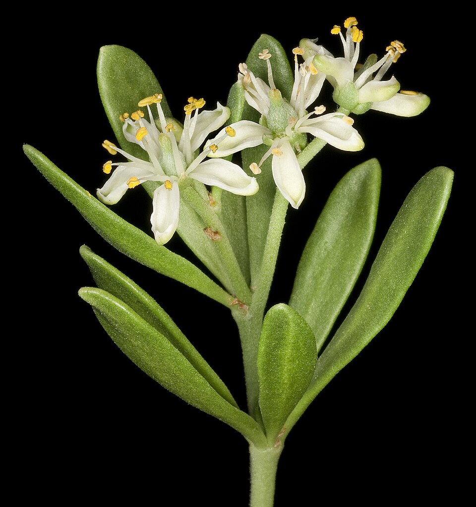 Nitraria billardierei (nitre bush) (alternate view 7)