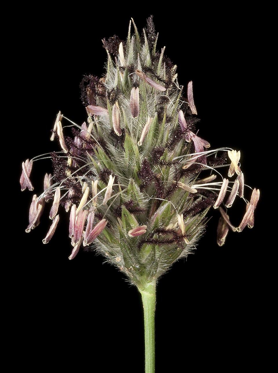 Neurachne alopecuroidea (foxtail mulga grass) (alternate view 6)
