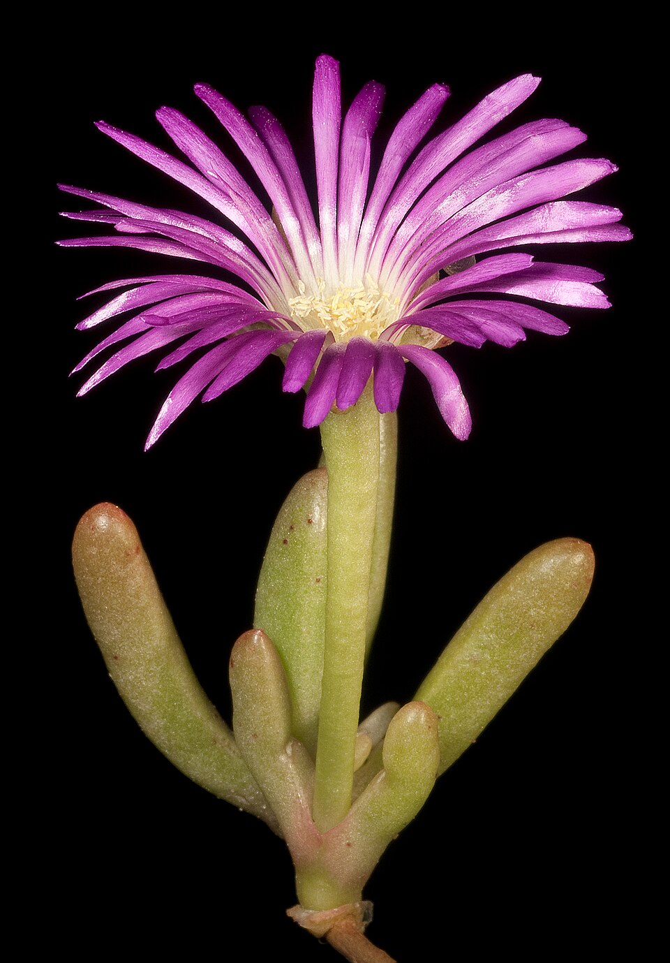 Disphyma crassifolium (Purple Dewplant) (alternate view 8)