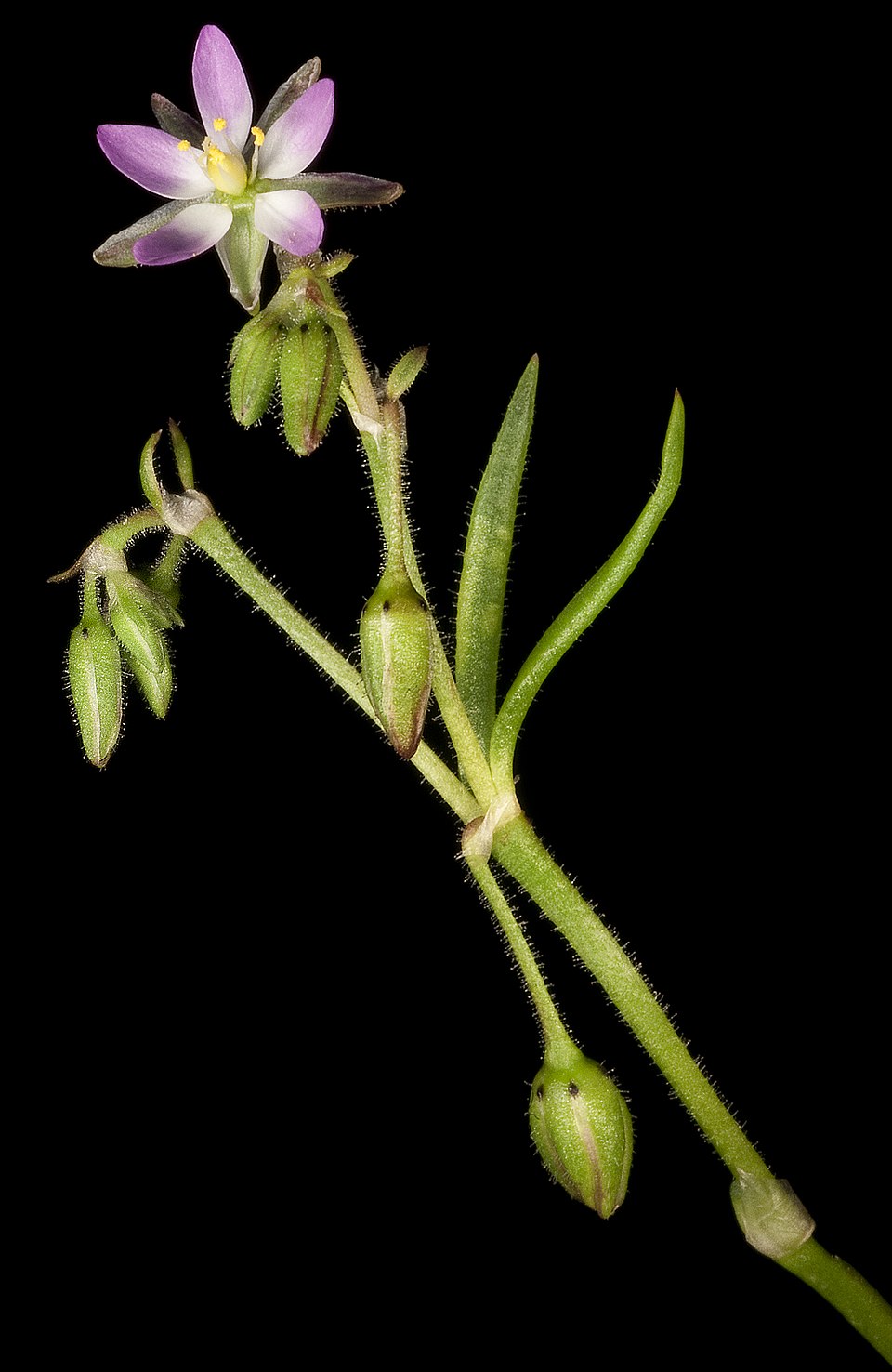 Spergularia marina (Saltmarsh Sand Spurry)