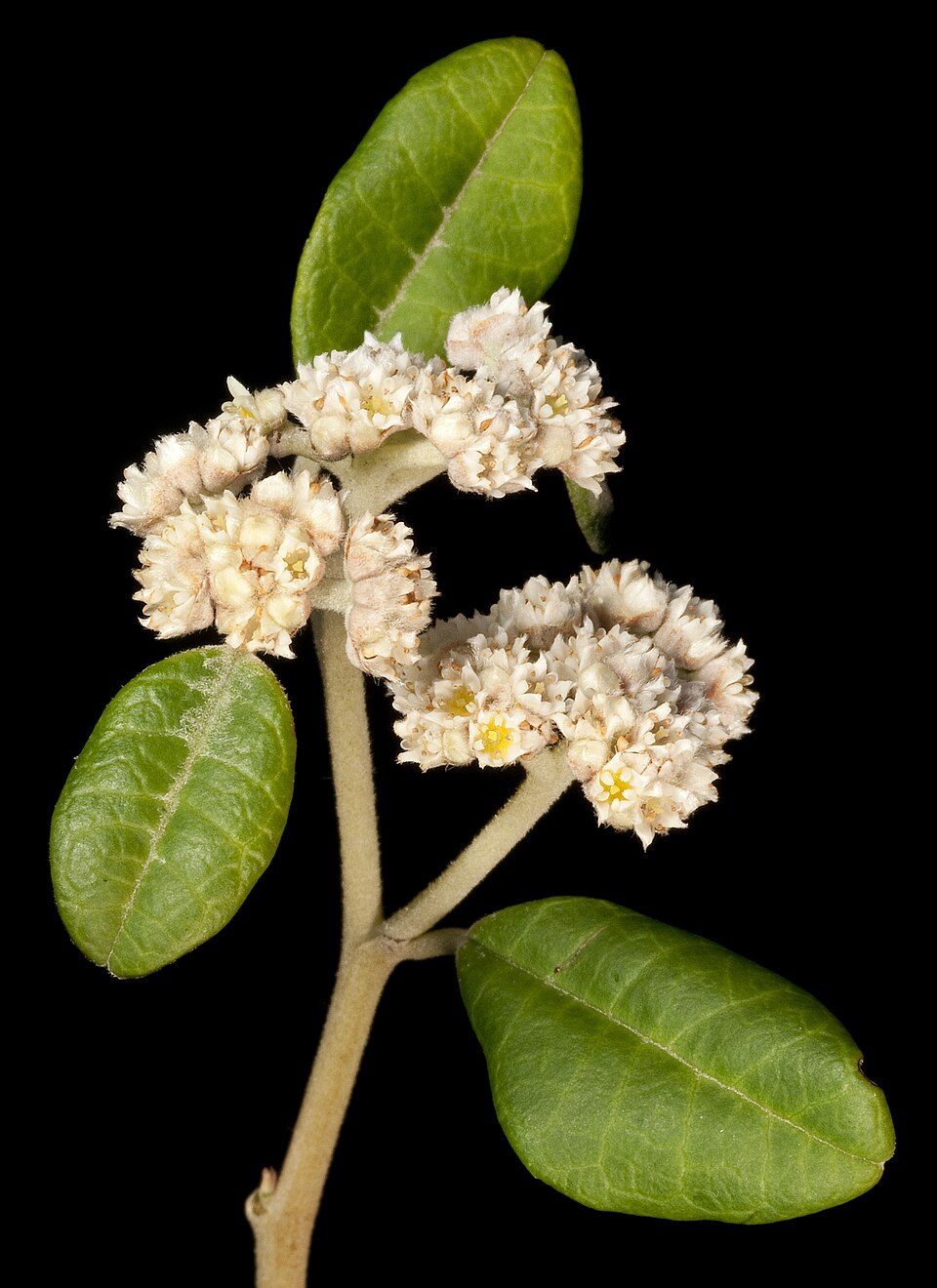 Spyridium globulosum (basket bush) (alternate view 8)