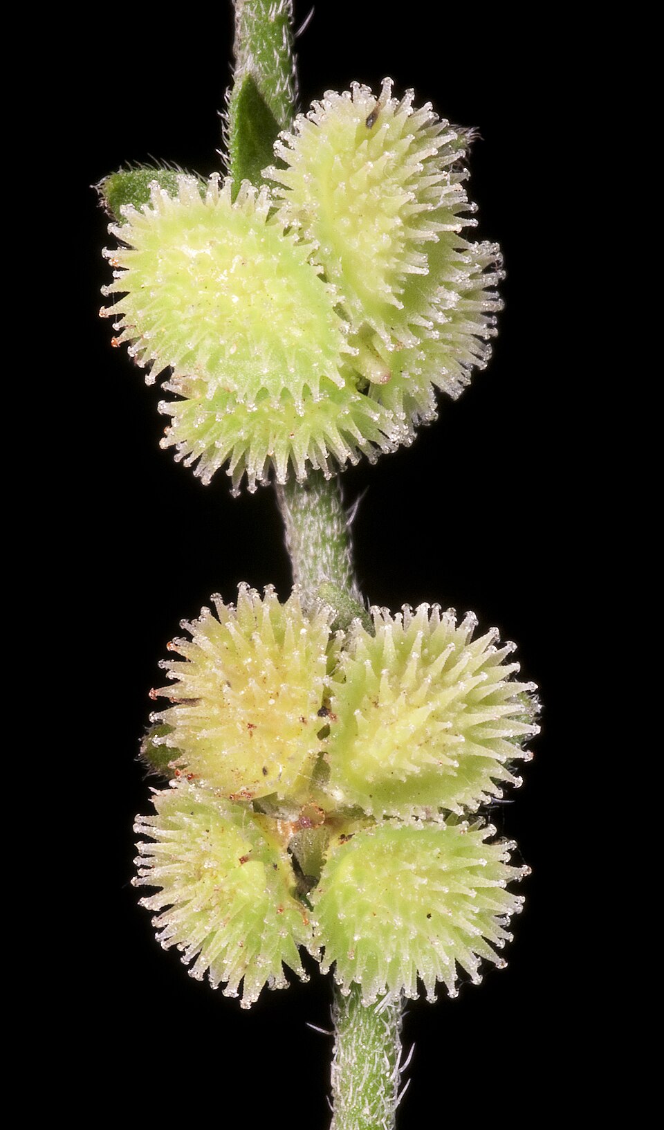 Cynoglossum australe (Australian Hound's-tongue) (alternate view 6)