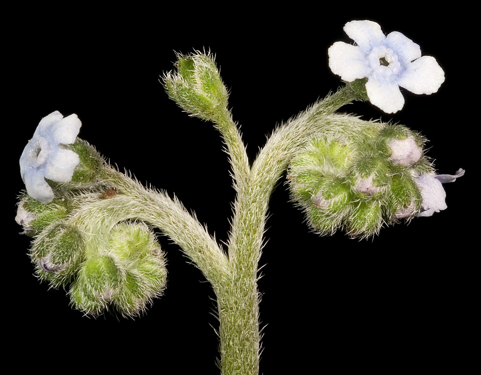 Cynoglossum australe (Australian Hound's-tongue) (alternate view 7)