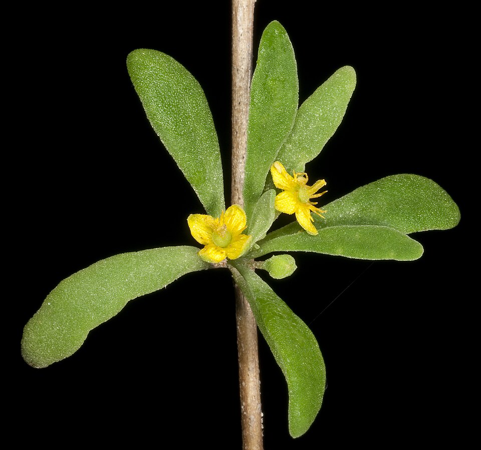 Tetragonia implexicoma (bower spinach) (alternate view 6)