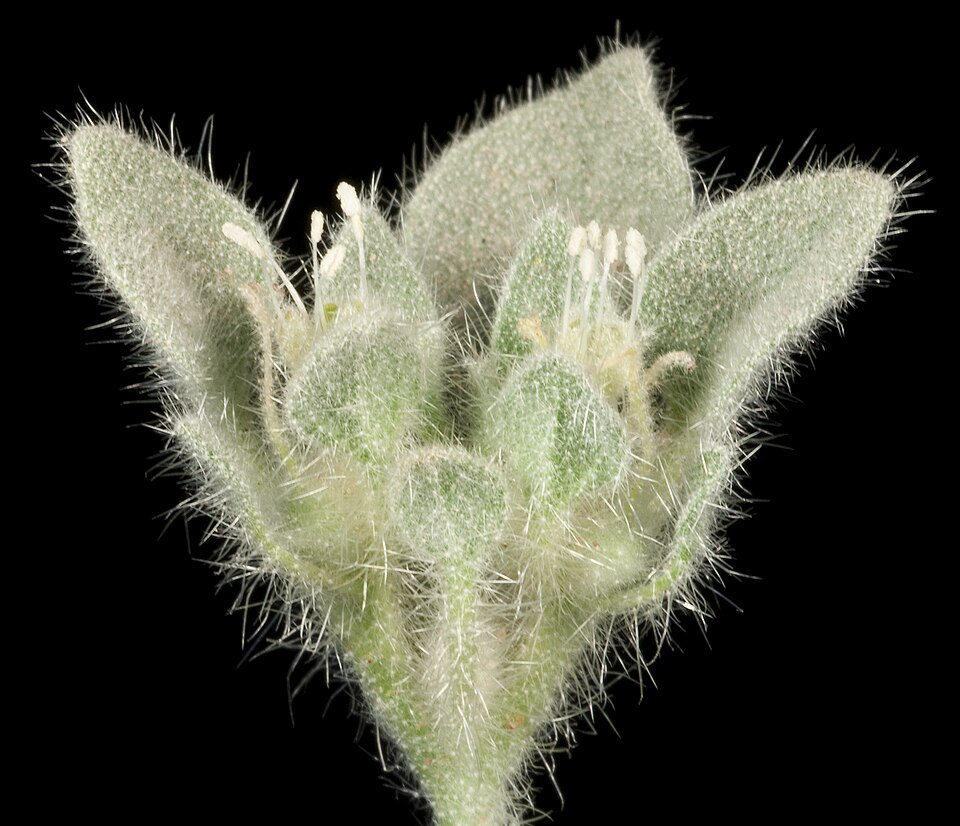 Croton setiger (turkey mullein) (alternate view 8)
