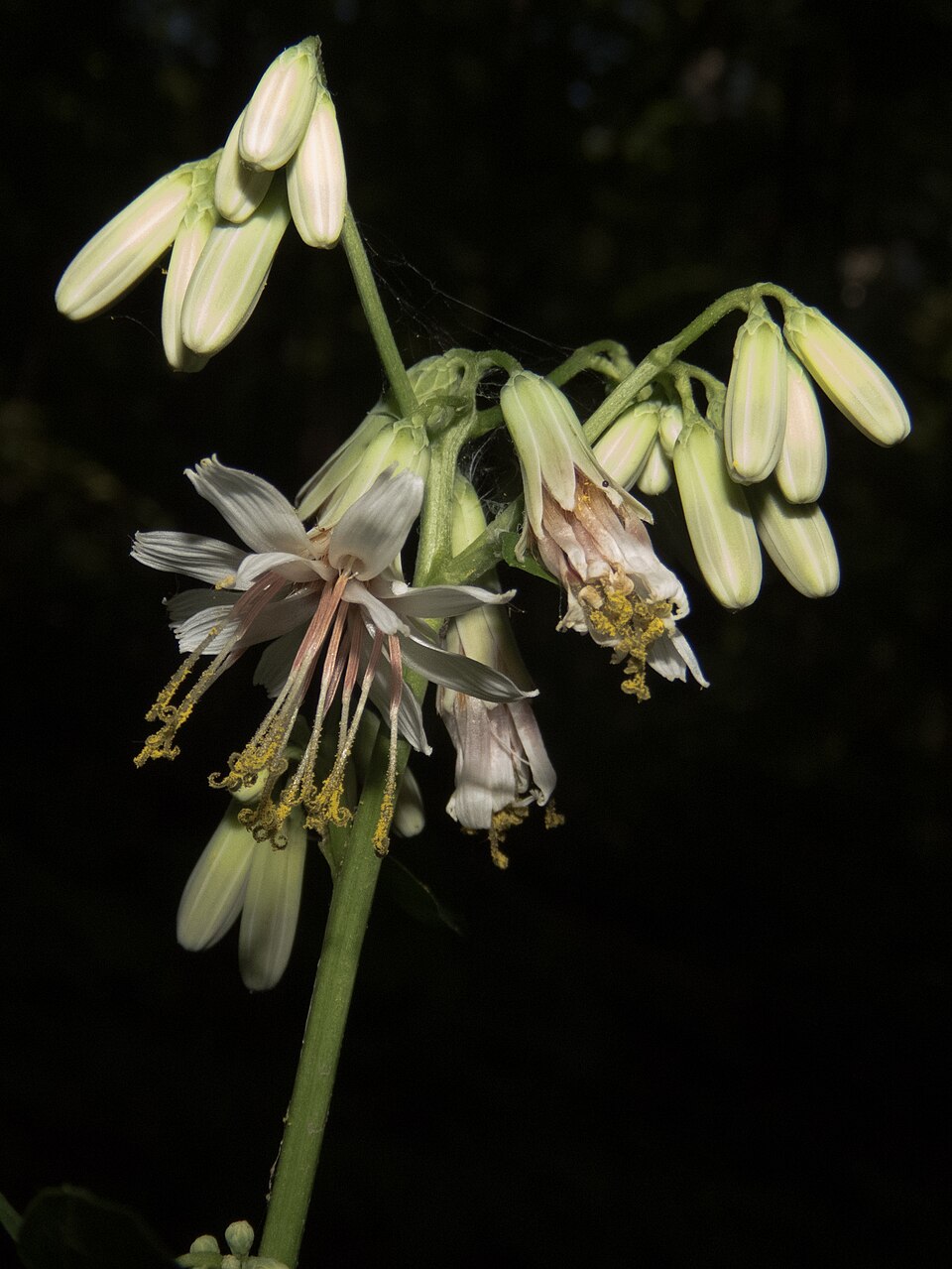 Nabalus albus (white rattlesnake root) (alternate view 10)