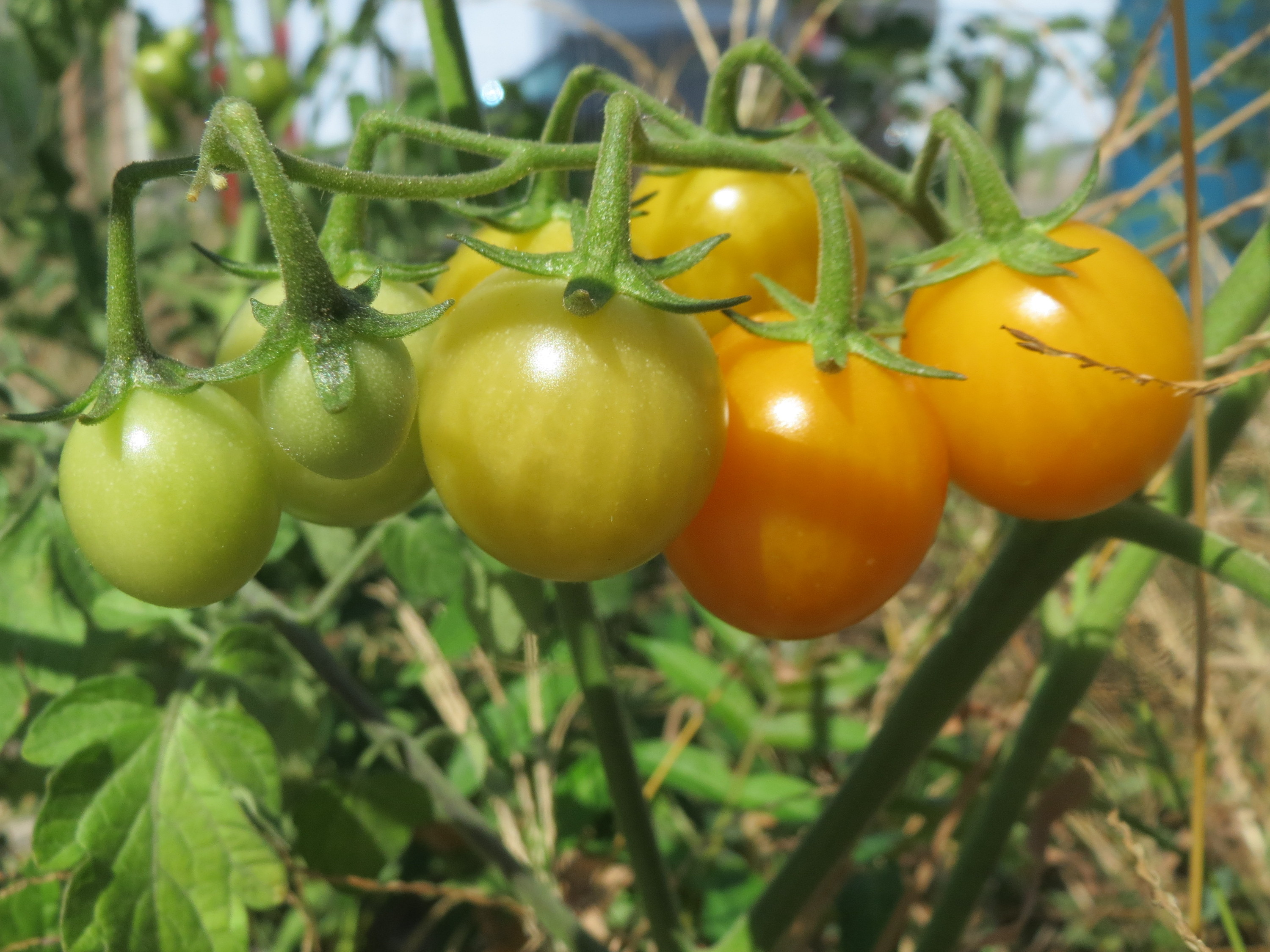 Solanum lycopersicum, tomato (Solanaceae) (image 5 of 5)