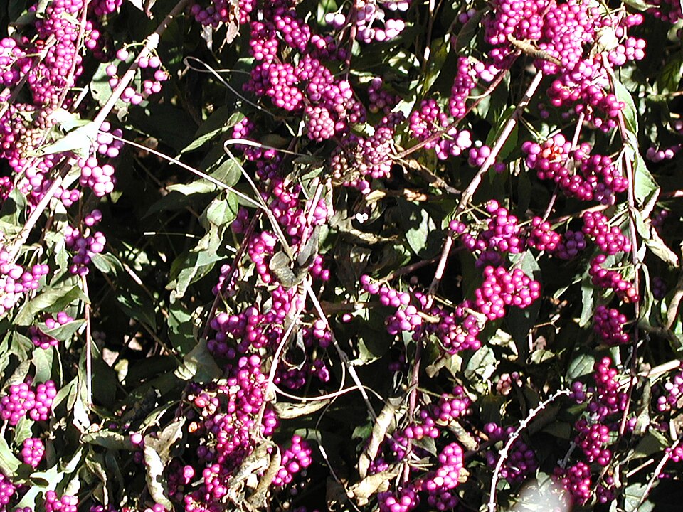 Callicarpa dichotoma (Purple Beautyberry) (alternate view 8)