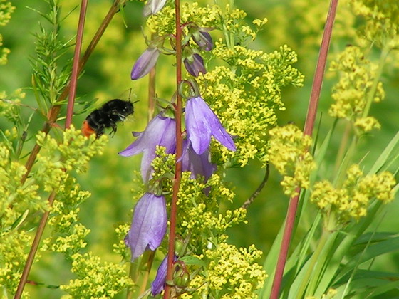 Galium verum (Lady's Bedstraw)