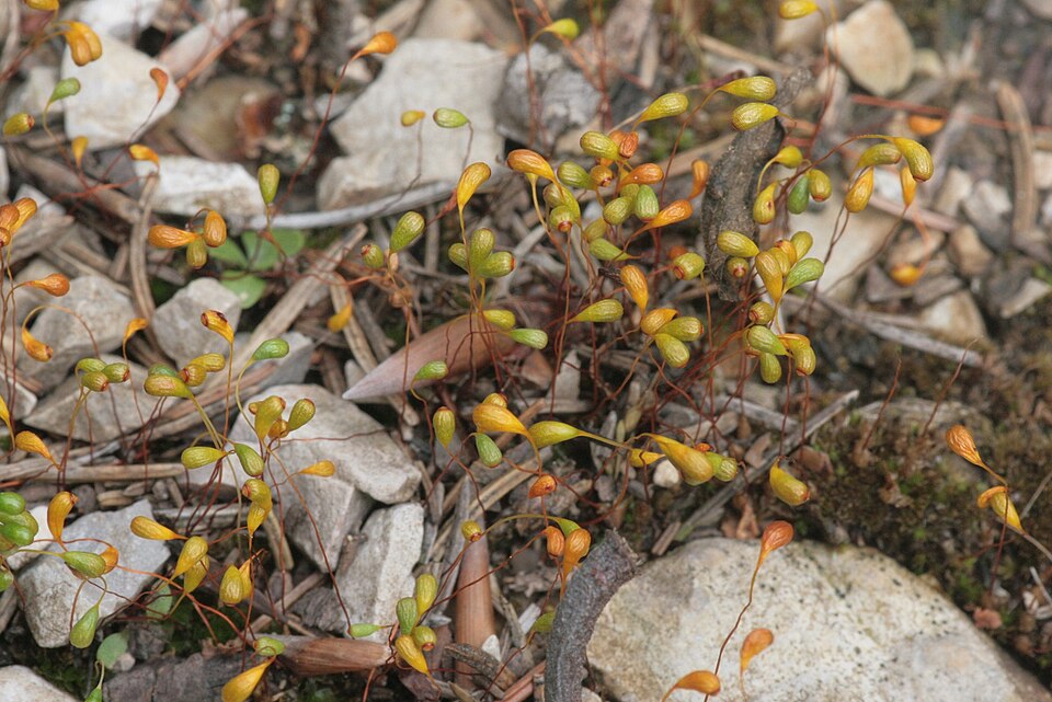Funaria hygrometrica (Bonfire moss)