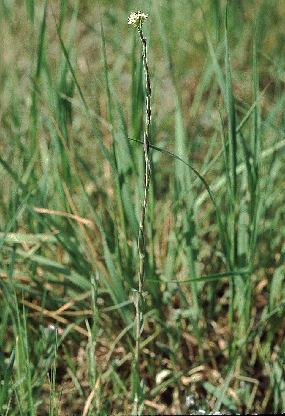 Turritis glabra (Tower Mustard) (alternate view 9)