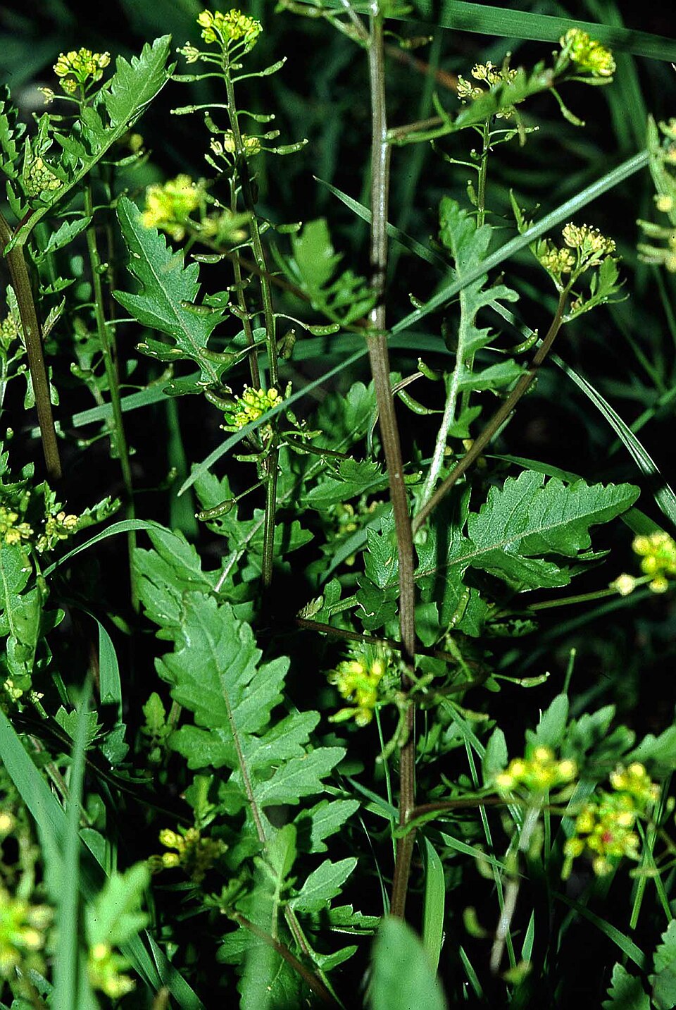 Rorippa palustris (Bog Yellowcress)