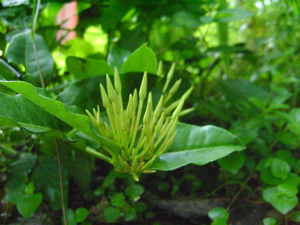 Ixora (ixoras) (alternate view 7)