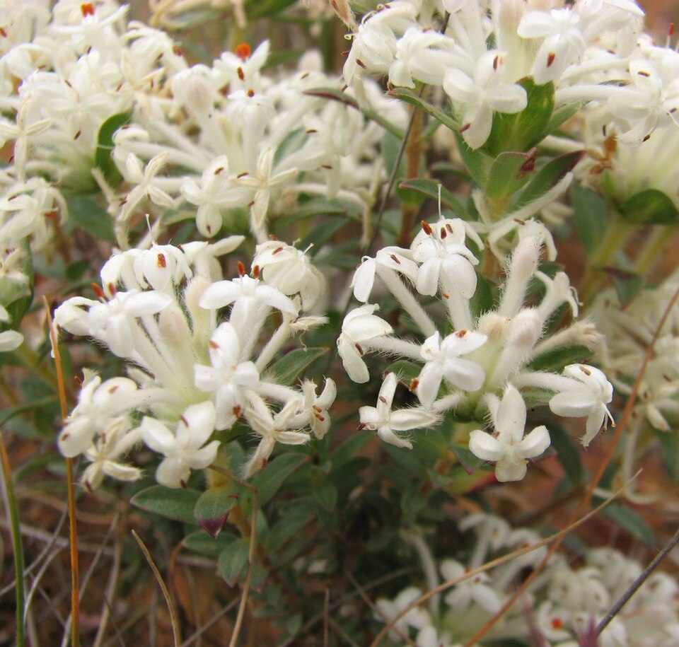 Pimelea humilis (Common Rice-flower)