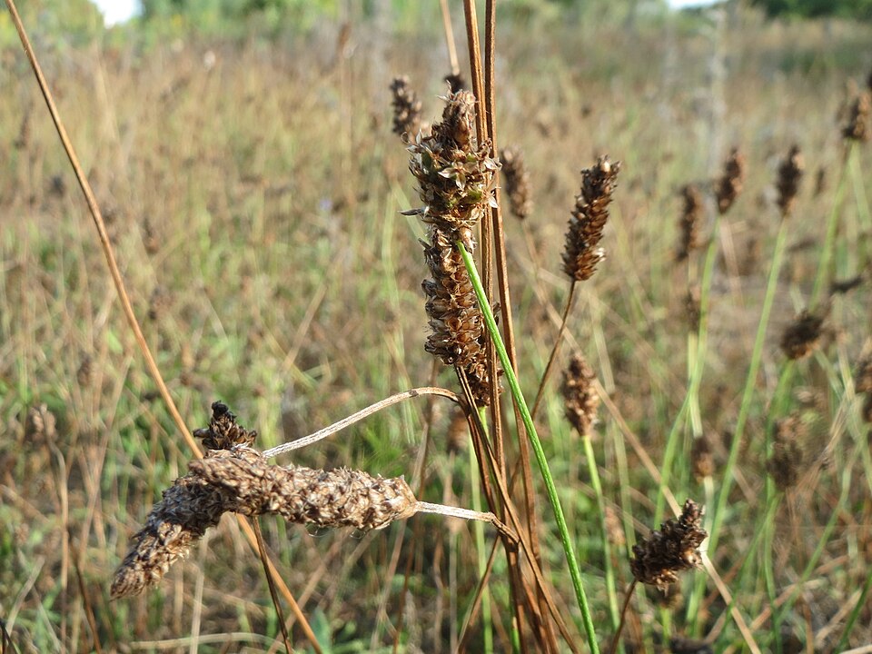 Plantago lanceolata (English plantain) (alternate view 9)