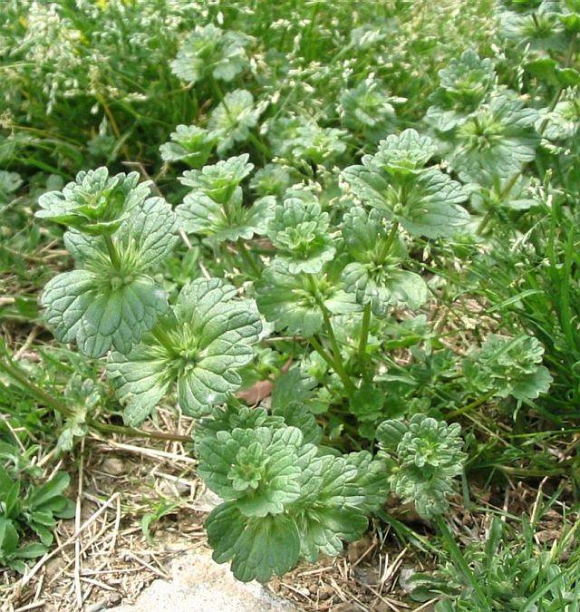 Lamium amplexicaule (henbit deadnettle)